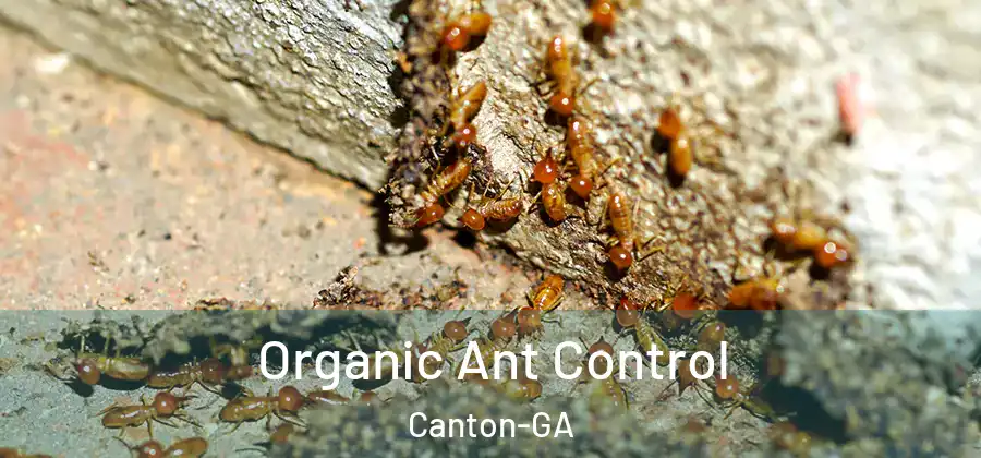 Organic Ant Control Canton-GA