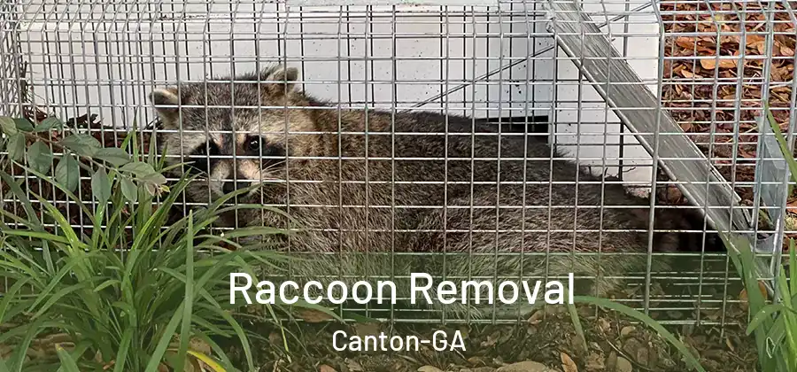 Raccoon Removal Canton-GA