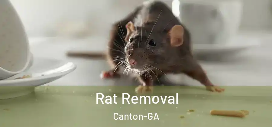 Rat Removal Canton-GA