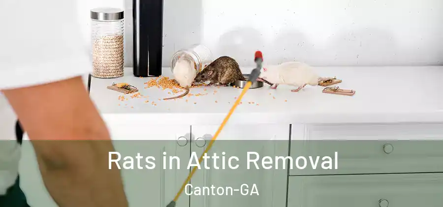 Rats in Attic Removal Canton-GA
