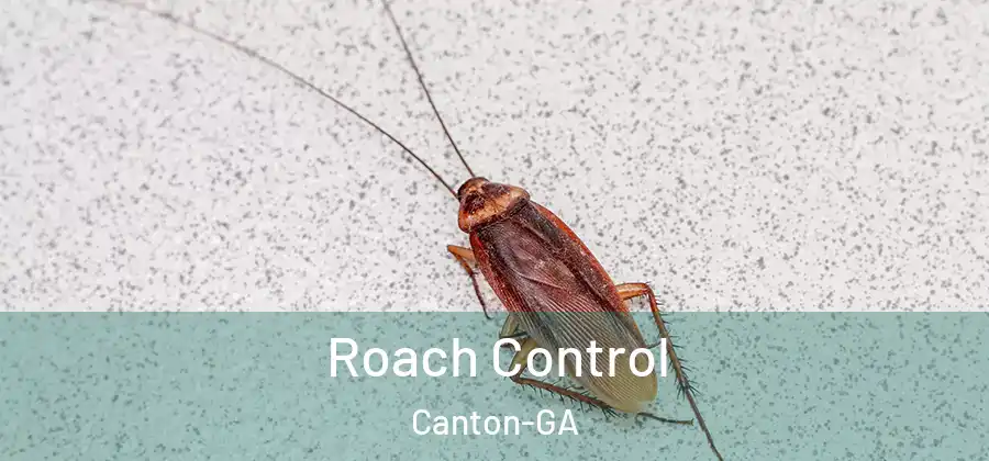 Roach Control Canton-GA