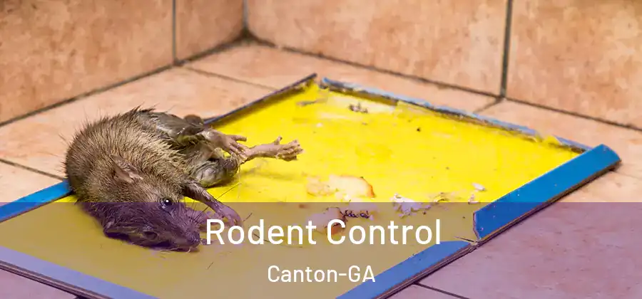 Rodent Control Canton-GA