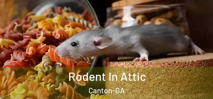  Rodent In Attic Canton-GA