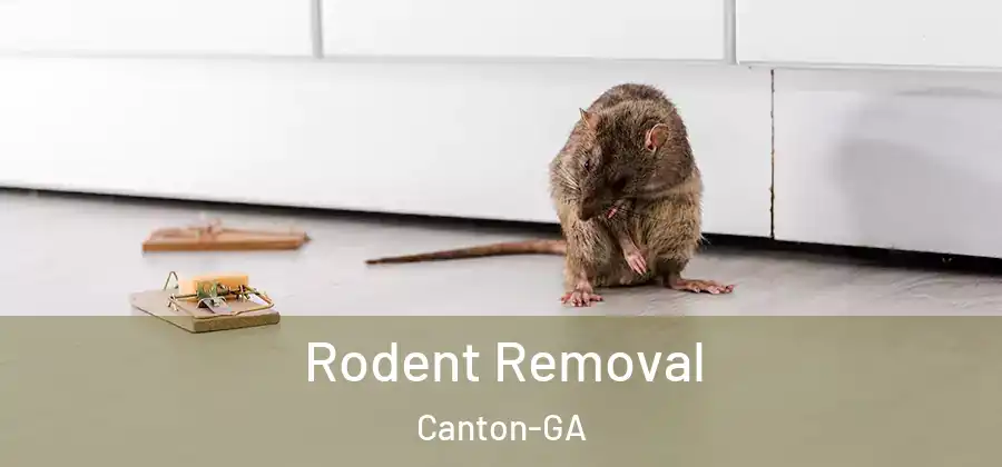 Rodent Removal Canton-GA