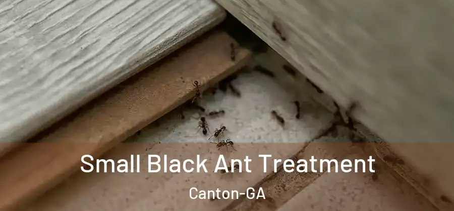 Small Black Ant Treatment Canton-GA