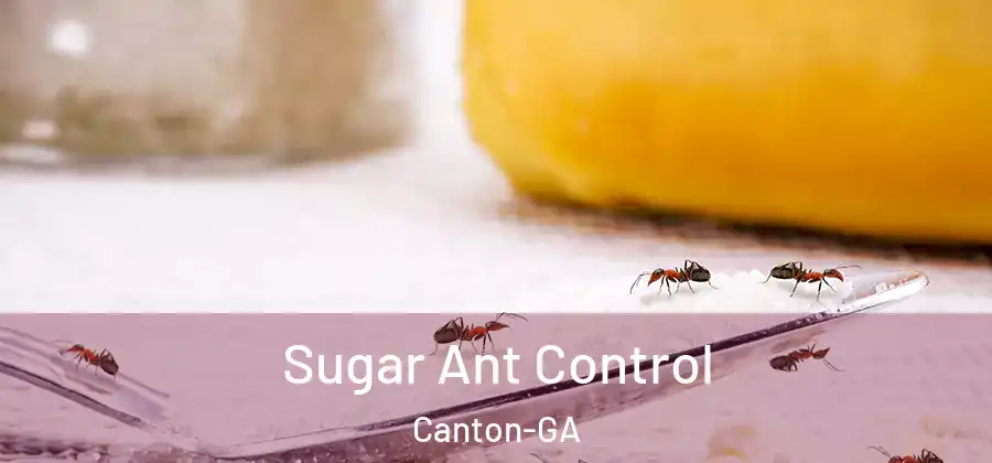  Sugar Ant Control Canton-GA