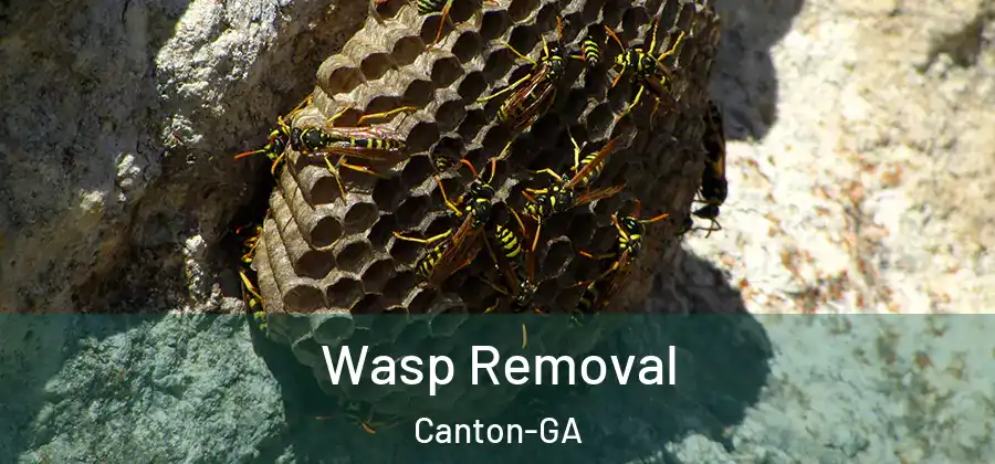  Wasp Removal Canton-GA